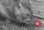 Image of laboratory rats United States USA, 1971, second 36 stock footage video 65675079014
