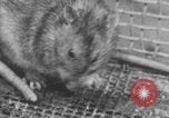 Image of laboratory rats United States USA, 1971, second 37 stock footage video 65675079014