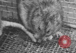 Image of laboratory rats United States USA, 1971, second 38 stock footage video 65675079014