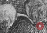 Image of laboratory rats United States USA, 1971, second 39 stock footage video 65675079014