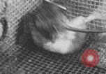 Image of laboratory rats United States USA, 1971, second 40 stock footage video 65675079014