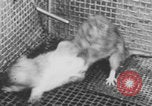 Image of laboratory rats United States USA, 1971, second 41 stock footage video 65675079014