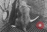 Image of laboratory rats United States USA, 1971, second 42 stock footage video 65675079014