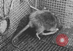 Image of laboratory rats United States USA, 1971, second 43 stock footage video 65675079014