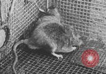 Image of laboratory rats United States USA, 1971, second 44 stock footage video 65675079014