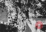 Image of Indian rhesus monkeys India, 1971, second 7 stock footage video 65675079015