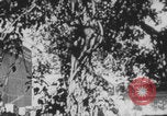 Image of Indian rhesus monkeys India, 1971, second 9 stock footage video 65675079015