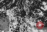 Image of Indian rhesus monkeys India, 1971, second 10 stock footage video 65675079015