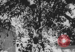 Image of Indian rhesus monkeys India, 1971, second 11 stock footage video 65675079015