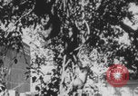 Image of Indian rhesus monkeys India, 1971, second 12 stock footage video 65675079015