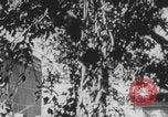 Image of Indian rhesus monkeys India, 1971, second 13 stock footage video 65675079015
