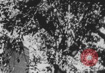 Image of Indian rhesus monkeys India, 1971, second 14 stock footage video 65675079015