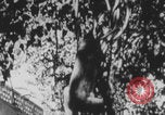 Image of Indian rhesus monkeys India, 1971, second 15 stock footage video 65675079015