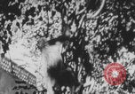 Image of Indian rhesus monkeys India, 1971, second 16 stock footage video 65675079015