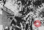 Image of Indian rhesus monkeys India, 1971, second 17 stock footage video 65675079015