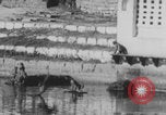 Image of Indian rhesus monkeys India, 1971, second 20 stock footage video 65675079015