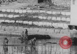 Image of Indian rhesus monkeys India, 1971, second 23 stock footage video 65675079015