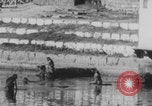 Image of Indian rhesus monkeys India, 1971, second 24 stock footage video 65675079015