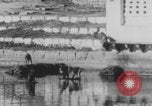 Image of Indian rhesus monkeys India, 1971, second 27 stock footage video 65675079015