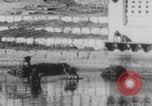 Image of Indian rhesus monkeys India, 1971, second 28 stock footage video 65675079015