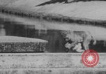 Image of Indian rhesus monkeys India, 1971, second 29 stock footage video 65675079015
