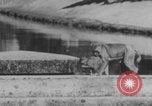 Image of Indian rhesus monkeys India, 1971, second 30 stock footage video 65675079015