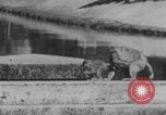 Image of Indian rhesus monkeys India, 1971, second 31 stock footage video 65675079015