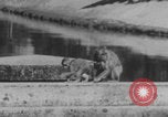 Image of Indian rhesus monkeys India, 1971, second 32 stock footage video 65675079015