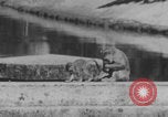 Image of Indian rhesus monkeys India, 1971, second 33 stock footage video 65675079015