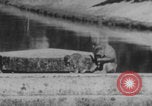Image of Indian rhesus monkeys India, 1971, second 34 stock footage video 65675079015