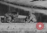 Image of Indian rhesus monkeys India, 1971, second 35 stock footage video 65675079015