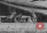 Image of Indian rhesus monkeys India, 1971, second 36 stock footage video 65675079015
