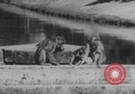 Image of Indian rhesus monkeys India, 1971, second 37 stock footage video 65675079015
