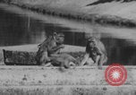 Image of Indian rhesus monkeys India, 1971, second 38 stock footage video 65675079015