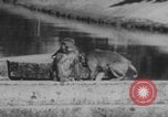 Image of Indian rhesus monkeys India, 1971, second 39 stock footage video 65675079015