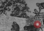 Image of Indian rhesus monkeys India, 1971, second 40 stock footage video 65675079015