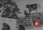 Image of Indian rhesus monkeys India, 1971, second 41 stock footage video 65675079015