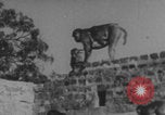 Image of Indian rhesus monkeys India, 1971, second 42 stock footage video 65675079015