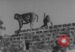 Image of Indian rhesus monkeys India, 1971, second 43 stock footage video 65675079015