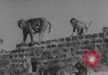 Image of Indian rhesus monkeys India, 1971, second 44 stock footage video 65675079015