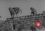 Image of Indian rhesus monkeys India, 1971, second 45 stock footage video 65675079015