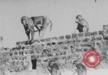 Image of Indian rhesus monkeys India, 1971, second 46 stock footage video 65675079015