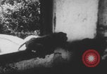 Image of Indian rhesus monkeys India, 1971, second 47 stock footage video 65675079015