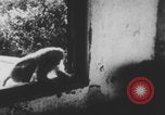Image of Indian rhesus monkeys India, 1971, second 48 stock footage video 65675079015