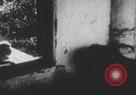 Image of Indian rhesus monkeys India, 1971, second 49 stock footage video 65675079015