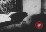 Image of Indian rhesus monkeys India, 1971, second 50 stock footage video 65675079015