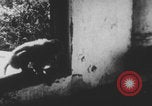 Image of Indian rhesus monkeys India, 1971, second 51 stock footage video 65675079015