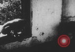 Image of Indian rhesus monkeys India, 1971, second 52 stock footage video 65675079015