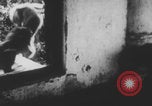 Image of Indian rhesus monkeys India, 1971, second 53 stock footage video 65675079015