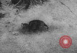 Image of Indian rhesus monkeys India, 1971, second 54 stock footage video 65675079015